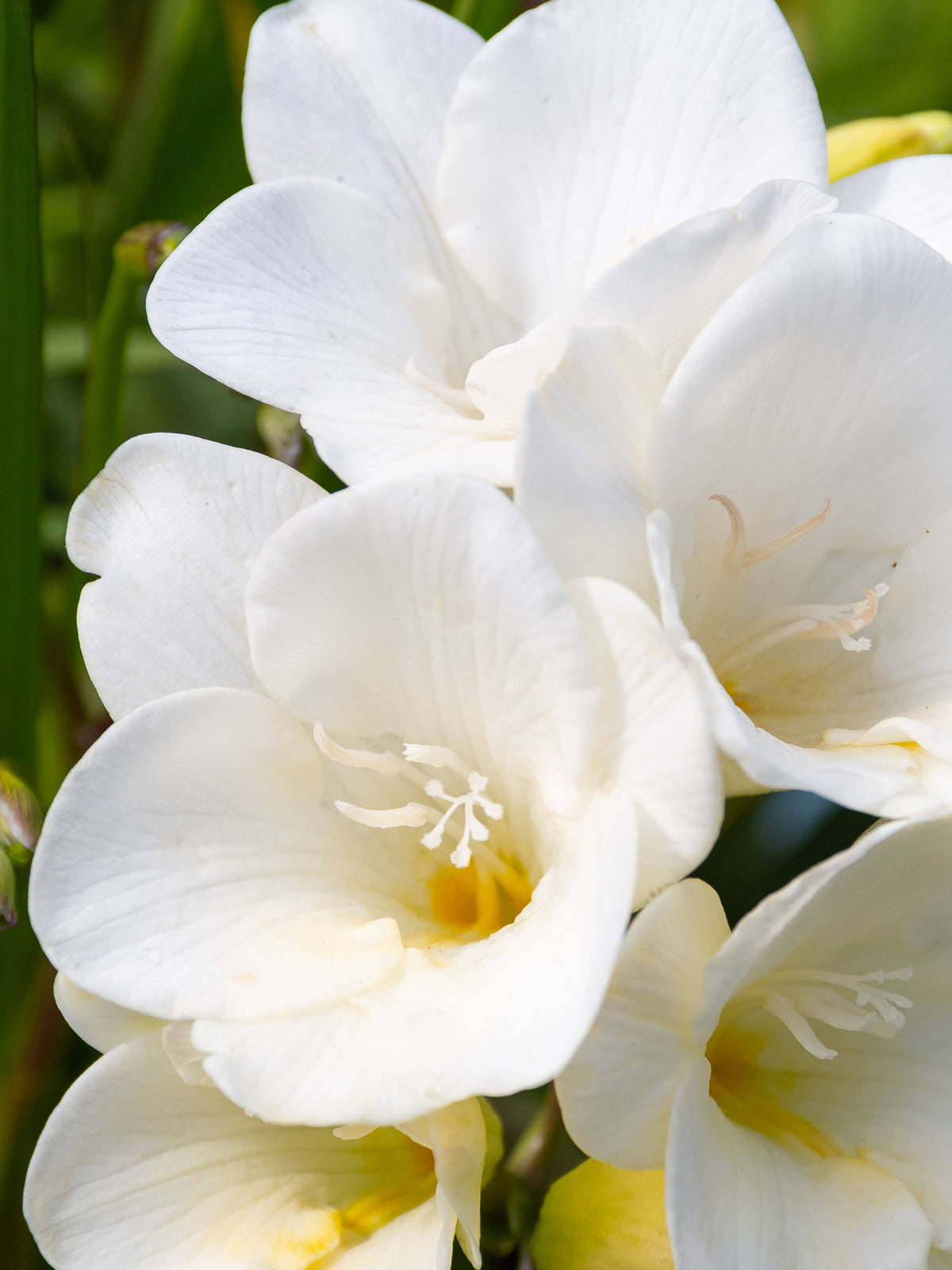 Pura Lost in Amalfi Glasshouse Fragrances